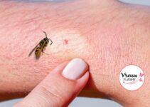Wespensteek: 7 tips om ze te voorkomen en 10 tips tegen de pijn